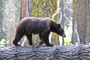 Ein echter Bär! Für uns ein Knüller - Im Sequoia National Park.