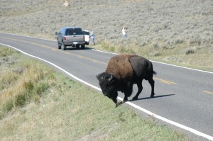 Keine Seltenheit - Bisons on the street.